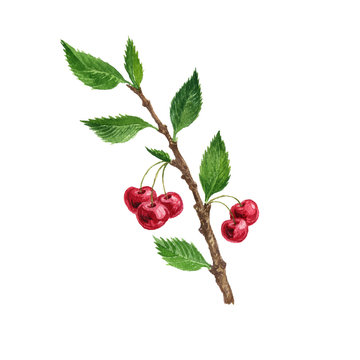 cherry tree branch with leaves and berries