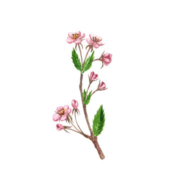 cherry tree branch with flowers, leaves and buds