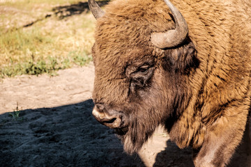 bison head