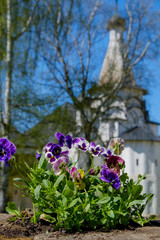 Obraz na płótnie Canvas violets in a church garden