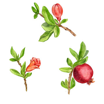 fruit tree branches with leaves,flower and pomegranate