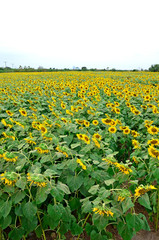 The sunflower graden.