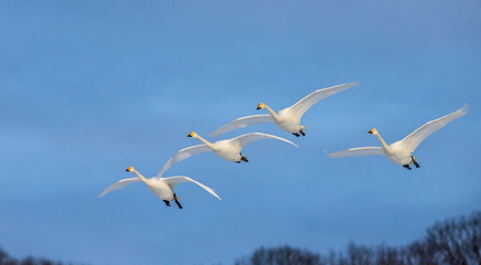Group of swans in flight a blue sky background. Japan. Hokkaido. Tsurui.  An excellent illustration.