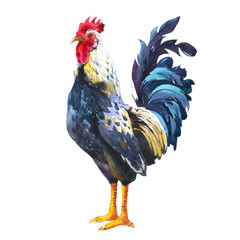 Realistic illustration of multicolor rooster on white background. Watercolor hand-drawn domestic bird. 2017 Chinese New Year of the rooster. Poster with symbol of year. © monamonash