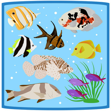Oceanarium colorful coral reef tropical fish flat icons vector i