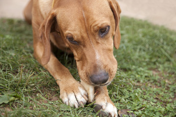 Dog with a bone