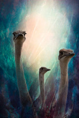 3 Ostriches