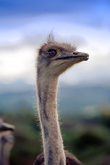 Ostrich at blue sky