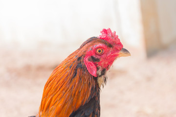 Chicken close-up, thai gamecock background.