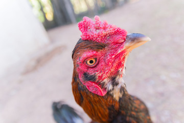 Chicken close-up, thai gamecock background.