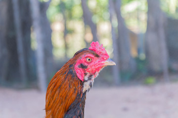 Chicken close-up, thai gamecock background.