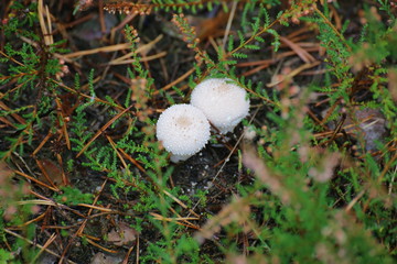Two fruit bodies of Lycoperdon perlatum, popularly known as the common puffball