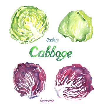 Cabbage variety set: Rediccio, Iceberg, isolated hand painted watercolor illustration 