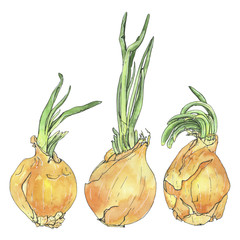 hand drawn set of graphic watercolor onion on white background
