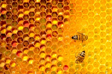 Fotobehang closeup of bees on honeycomb in apiary © diyanadimitrova