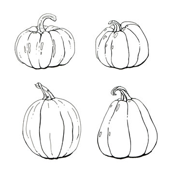 hand drawn set of graphic pumpkins on white background