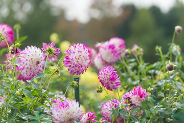 満開のダリア園
