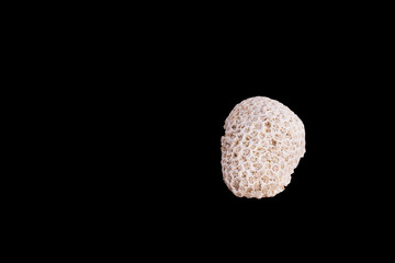 Dead coral flower shape isolated on black