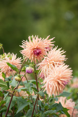 満開のダリア園
