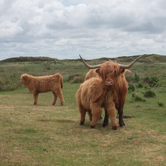 Highland cow mother with two calfs