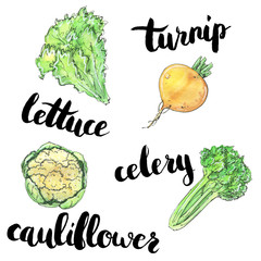 hand drawn set of watercolor vegetables turnip cauliflower lettu