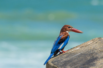 Halcyon, Kingfisher, Smyrnensis, against ocean background. Sri Lanka City Matara. The Sri Lankan White-throated kingfisher against ocean background.
