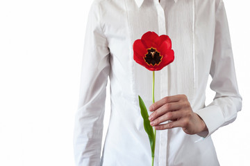 Isolated women in white classic shirt  keeps red tulip in her hand