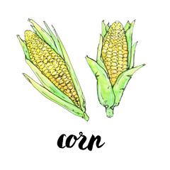 hand drawn watercolor vegetables corn with handwritten words on