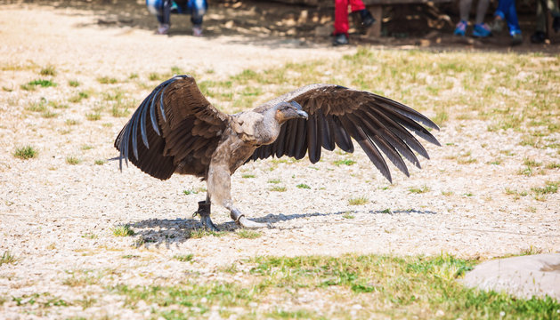 Condor des Andes, Rocher des Aigles, Rocamadour, Lot, France