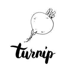 hand drawn graphic vegetables turnip with handwritten words o