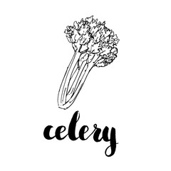 hand drawn graphic vegetables celery with handwritten words o