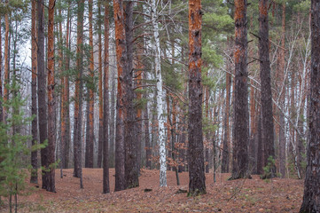 Obraz premium Lone birch stands on the forest background. One birch stands among pines, autumn.