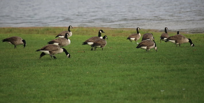 Canada goose (Branta canadensis) flock next to the water