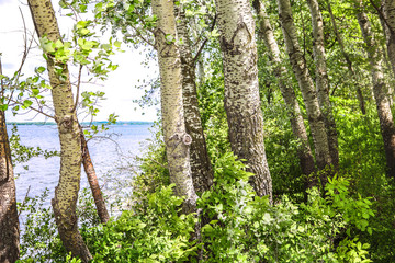 Grove of White poplar trees