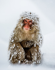 Obraz premium Japanese macaque sitting in the snow. Japan. Nagano. Jigokudani Monkey Park. An excellent illustration.