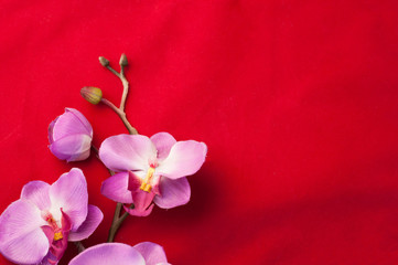 Fototapeta na wymiar celebrate Chinese New Year background with beautiful blossom.