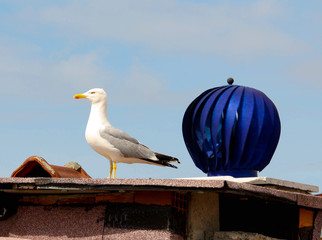 Seagull