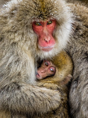 Portrait of a mother with a baby Japanese macaque. Close-up. Japan. Nagano. Jigokudani Monkey Park. An excellent illustration.