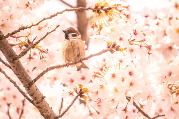 桜とスズメ