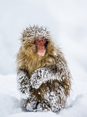 Naklejka premium Japanese macaque sitting in the snow. Japan. Nagano. Jigokudani Monkey Park. An excellent illustration.