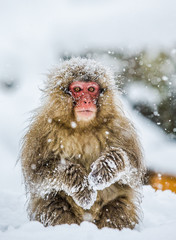 Fototapeta premium Japanese macaque sitting in the snow. Japan. Nagano. Jigokudani Monkey Park. An excellent illustration.