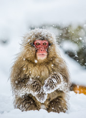 Japanese macaque sitting in the snow. Japan. Nagano. Jigokudani Monkey Park. An excellent illustration.