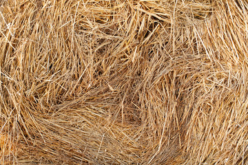 Spring dry textured hay background.