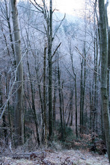 Fototapeta na wymiar Frozen forest