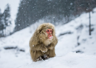 Japanese macaque sitting in the snow. Japan. Nagano. Jigokudani Monkey Park. An excellent illustration.