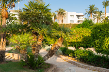 Fototapeta premium Footpath between palm and plants in the garden at the hotel on a
