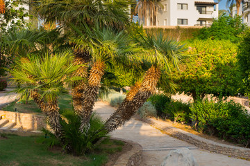 Fototapeta na wymiar Footpath between palm and other plants in the garden at the hote
