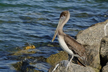 Immature Brown Pelican perched on a rock - Florida
