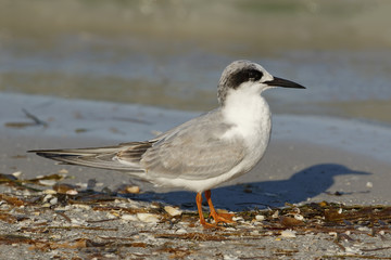 Forster's Tern in non-breeding plumage - Florida