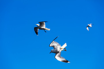 Möwen im Flug